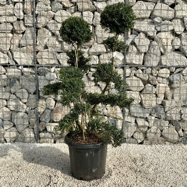 Ilex Crenata Kinme Cloud Tree H200 - 9E35D931 AC8B 436F A7D2 0609C1615376 scaled