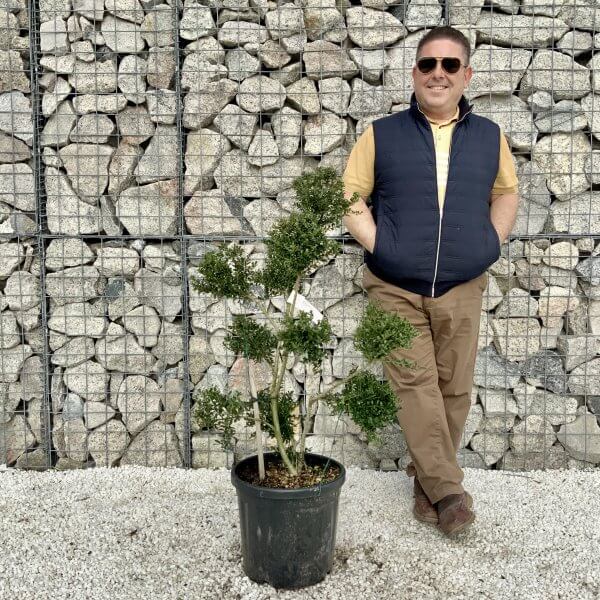 Ilex Crenata Kinme Pom Pon Cloud Tree H074 - 9E9F48DD FEC4 47E4 9840 F137A224D415 scaled