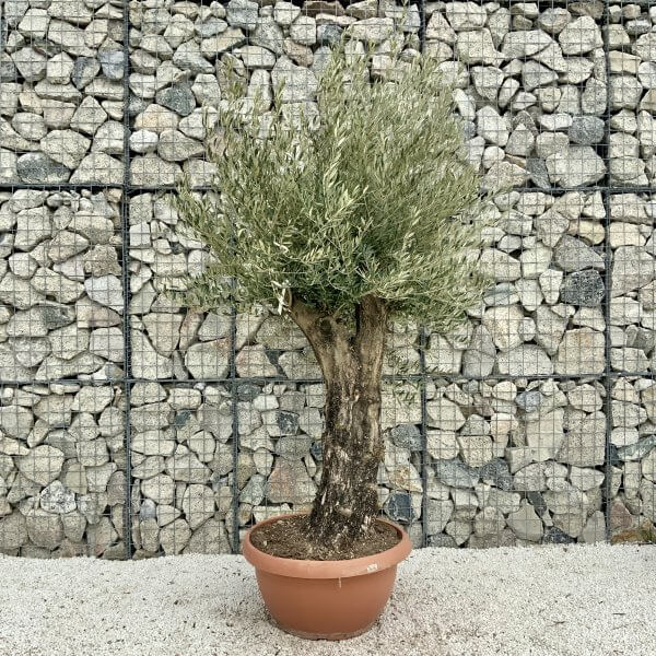 Olive Tree Gnarled XXL Natural Crown (In Patio Pot) H398 - 9EB2463F 12C6 4FD7 BB25 F87EE1AEC76D scaled