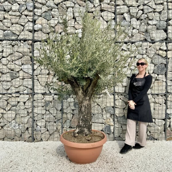 Olive Tree Gnarled XXL Natural Crown (In Patio Pot) H451 - 9F24E34A 6391 466E 9639 084D5DE74EE5 1 105 c