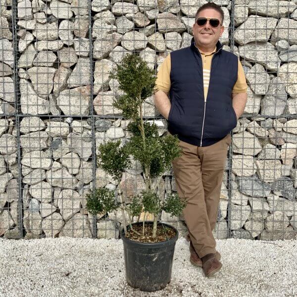 Ilex Crenata Kinme Pom Pon Cloud Tree H076