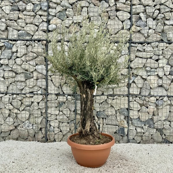Olive Tree Gnarled XXL Natural Crown (In Patio Pot) H472 - A03E36DE 4FB7 4C1F 93B8 9B0C78308B93 1 105 c