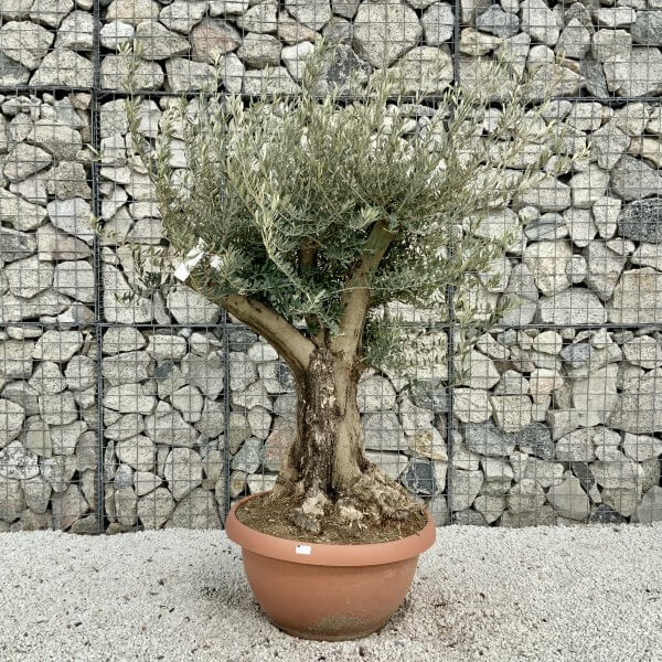 Olive Tree Gnarled XXL Natural Crown (In Patio Pot) H416 - A0DD3101 4890 44C8 90F7 579219BD23C5 scaled