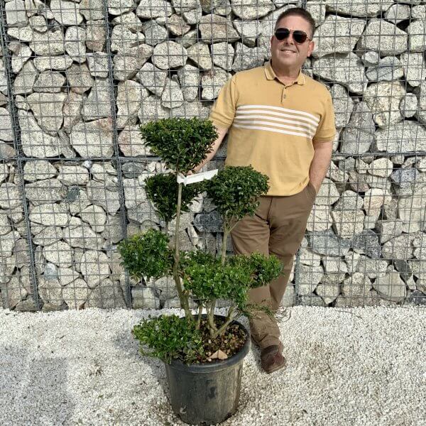 Ilex Maximowicziana Cloud Tree H043