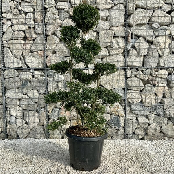 Ilex Crenata Kinme Cloud Tree H0182 - A13A92F9 3B53 42F4 B3CE B114ED4468F1 scaled