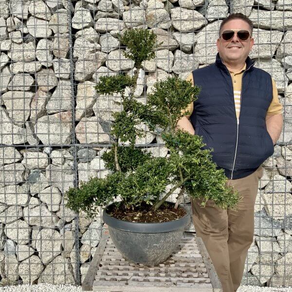 Ilex Crenata Kinme Cloud Tree H096 - A1D10236 BEFF 45F1 B171 5D387BD00138 scaled