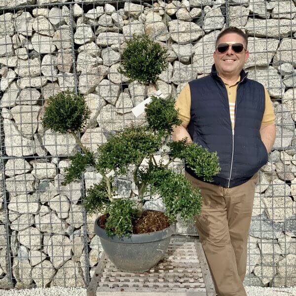Ilex Crenata Kinme Cloud Tree H094 - A25BDC97 AFAD 46BA 82C4 A25C09199C32 scaled