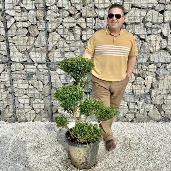 Ilex Maximowicziana Cloud Tree H046 - A278C2ED 7757 4687 A4BC 93CA733F74D1 scaled