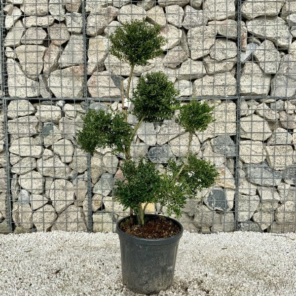 Ilex Crenata Kinme Pom Pon Cloud Tree H073 - Image 2