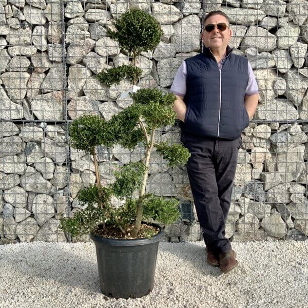 Ilex Crenata Kinme Cloud Tree H0177 - A55784CD F6D3 438F 8CB3 CA08145C9468 scaled