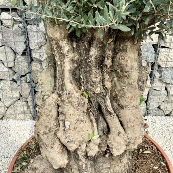 Olive Tree Gnarled XXL Natural Crown (In Patio Pot) H449 - A662487B 0D4D 47B3 A2FB 1CCA3484D2F4 1 105 c