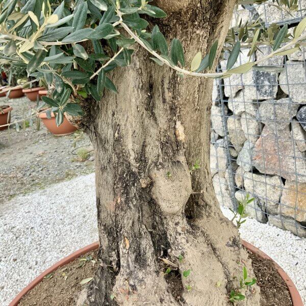 Olive Tree Gnarled XXL Natural Crown (In Patio Pot) H394 - A7F90652 B823 43A6 964E F6985E5D181A scaled