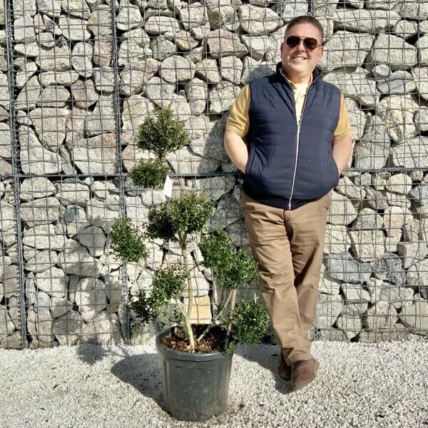 Ilex Crenata Kinme Pom Pon Cloud Tree H120 - A86957FA A73A 4FEC 95A6 1E9E3D058646 scaled