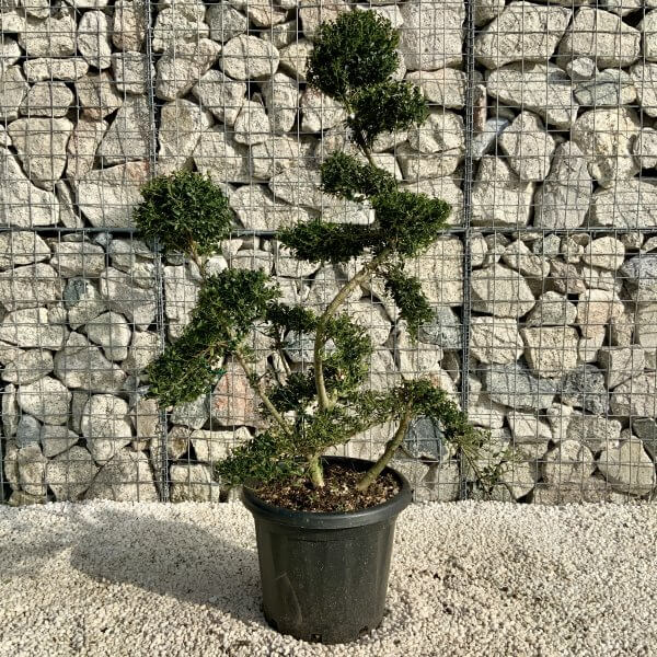 Ilex Crenata Kinme Cloud Tree H0189 - A8B15A9D BF0D 4144 A1F1 76D0906544DE scaled