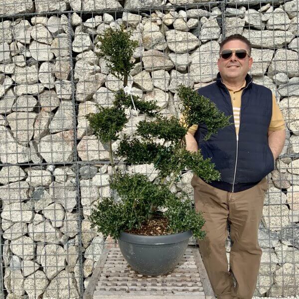 Ilex Crenata Kinme Cloud Tree H100 - A8C08B63 FA53 49FA BB61 FA5FBC94603F scaled