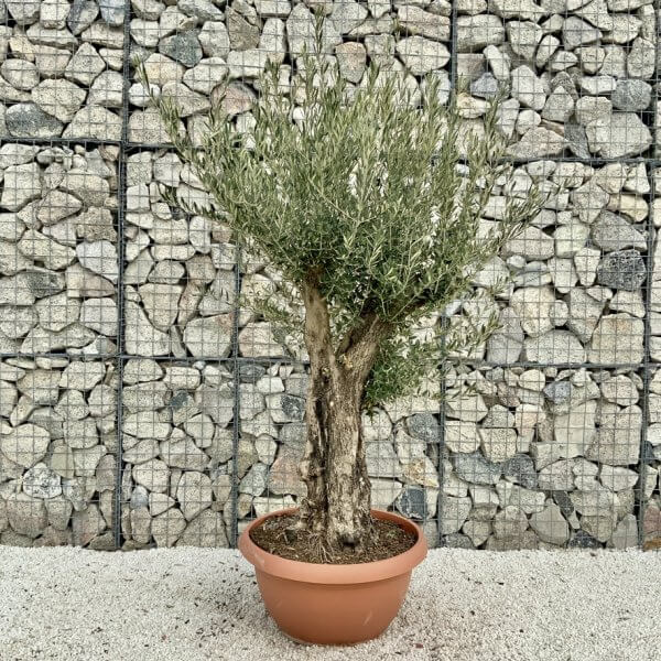 Olive Tree Gnarled XXL Natural Crown (In Patio Pot) H428 - A8F4CFA5 6E0D 4FBC 983E EC3B8F398A29 1 105 c