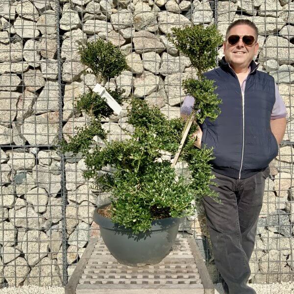 Ilex Crenata Kinme Cloud Tree H217 - A98D07BF 5D31 4348 80BD C65988F3264B scaled