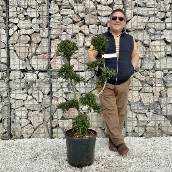 Ilex Crenata Kinme Cloud Tree H062 - AA17BDB8 28F8 4CDF AEBF 256904C39ADC scaled