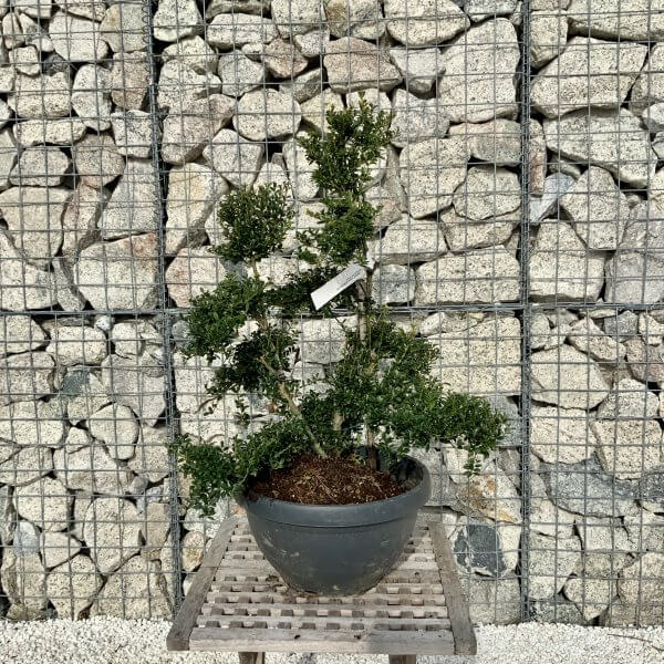 Ilex Crenata Kinme Cloud Tree H085 - AA1ECA12 FBE7 4E5B A80D 2FCA6D27E091 scaled