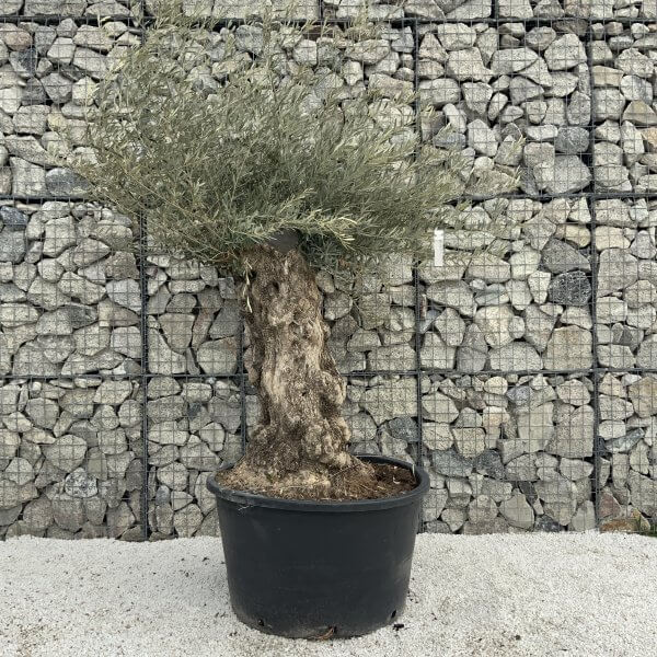Gnarled Olive Tree XXL (Ancient) H295 - AA33655C 10B0 44AD 8602 502AEAF19638 scaled