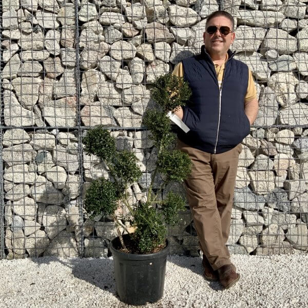Ilex Crenata Kinme Pom Pon Cloud Tree H103 - AB5C8BCA 5DD3 4455 BD66 1C7F61F27672 1 105 c