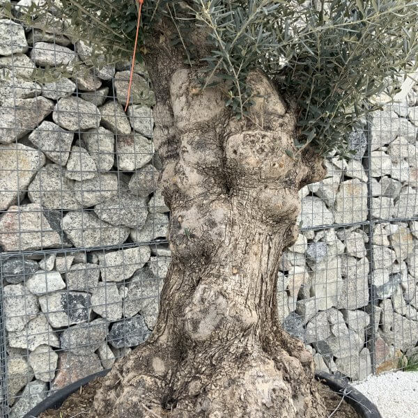 Gnarled Olive Tree XXL (Ancient) H312 - AB9F59F6 1D4C 4651 92BA E15F5BD38261 scaled