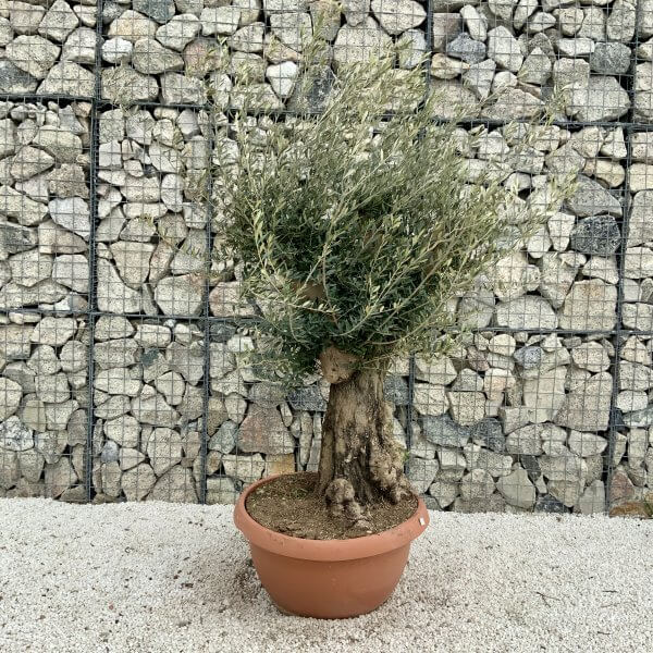 Olive Tree Gnarled XXL Natural Crown (In Patio Pot) H394 - AC481B49 ECF5 4AD8 A190 3C8D3F950DF3 scaled