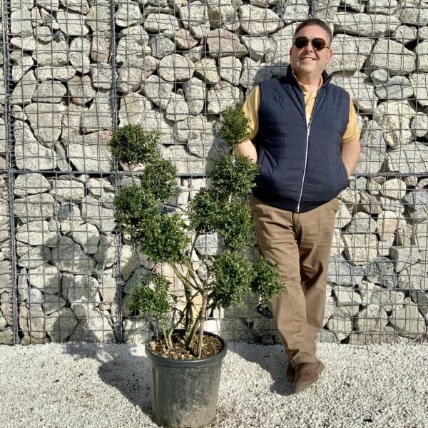 Ilex Crenata Kinme Pom Pon Cloud Tree H112 - ADA91474 4F2F 479C A575 F1A08990BEC1 1 105 c