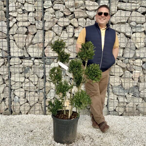 Ilex Crenata Kinme Pom Pon Cloud Tree H079 - ADE9440E 03E5 40C8 BDFD 3B3ACAEFC272 scaled