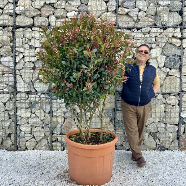 Photinia Red Robin Floating Cloud Tree 1.60 - 1.70 M (LARGE) - AF1A0B1B 98E1 49B1 83A4 513F4D12193C scaled