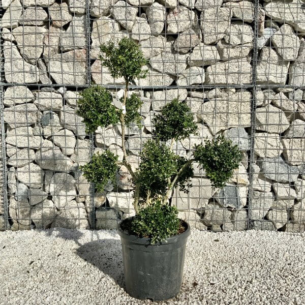 Ilex Crenata Kinme Pom Pon Cloud Tree H121 - AF70C975 F280 4301 87E1 0B2231D2A676 scaled