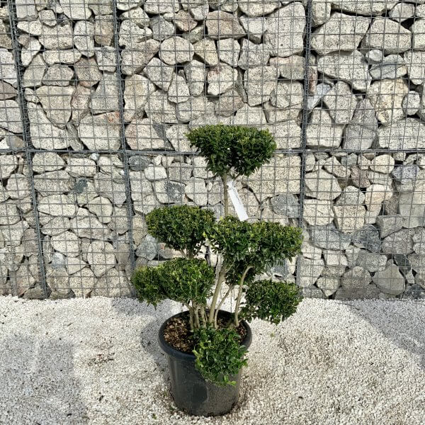 Ilex Maximowicziana Cloud Tree H047 - AFA3793F D64C 40EB A00F BFE2ACE16DC7 scaled