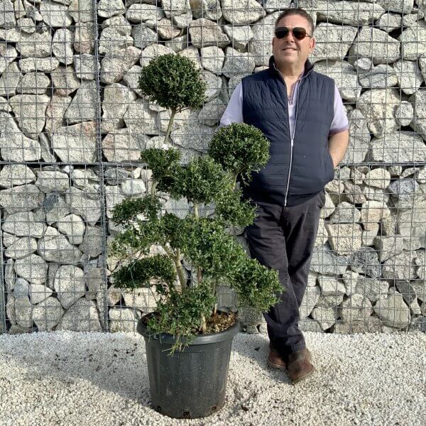 Ilex Crenata Kinme Cloud Tree H214