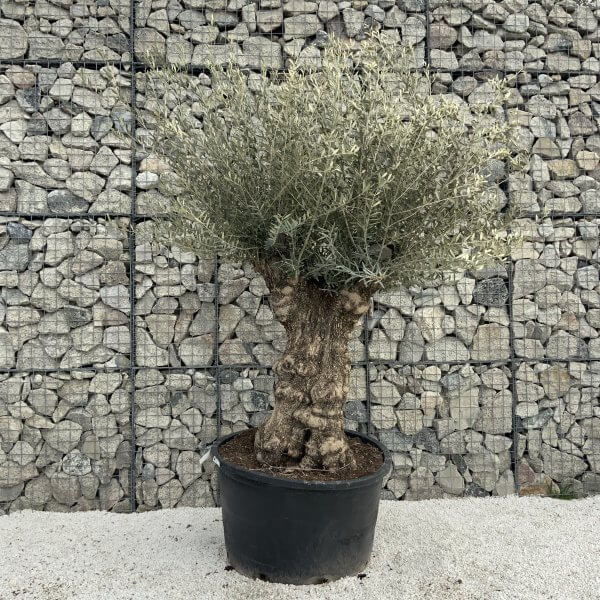 Gnarled Olive Tree XXL (Ancient) H294 - AFF6D007 B249 4E08 8175 00E0222D4136 scaled