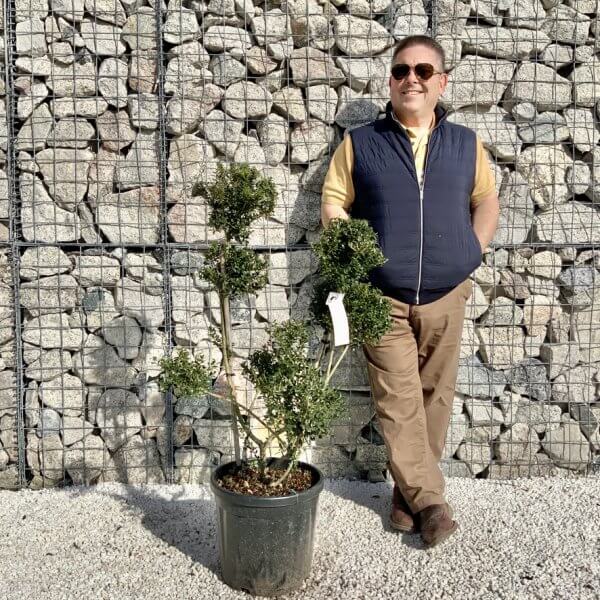 Ilex Crenata Kinme Pom Pon Cloud Tree H129 - B025B66C 80F0 44BB 9CCC 9FAF1DFD1F2B 1 105 c