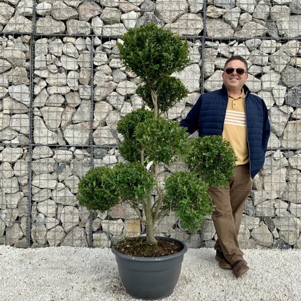 Ilex Maximowicziana Cloud Tree H034 - B0D403BE F301 4446 A0FB 0FBB81E09CCE scaled
