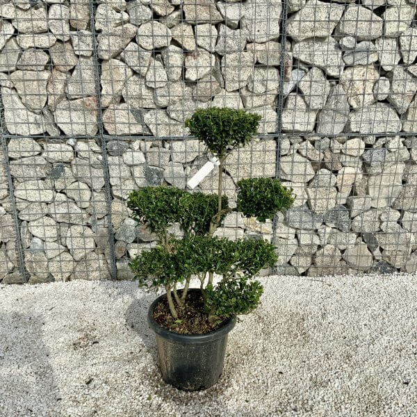 Ilex Maximowicziana Cloud Tree H049 - B0FC405C E163 4B33 9C7A 0094CC655E48 scaled