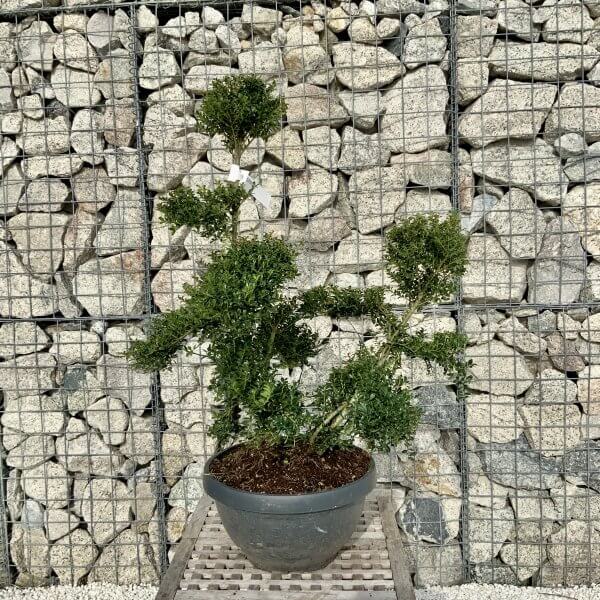 Ilex Crenata Kinme Cloud Tree H087 - B1B4CD42 105C 42C4 9E9E 282ECCB3B6FB scaled