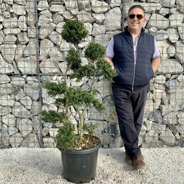 Ilex Crenata Kinme Cloud Tree H209 - B22D86DB DD94 476D 83F6 F527CAB202BA scaled