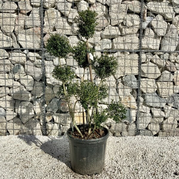 Ilex Crenata Kinme Pom Pon Cloud Tree H108 - B302F596 8429 4940 8F11 BD7B8EA63DB6 1 105 c