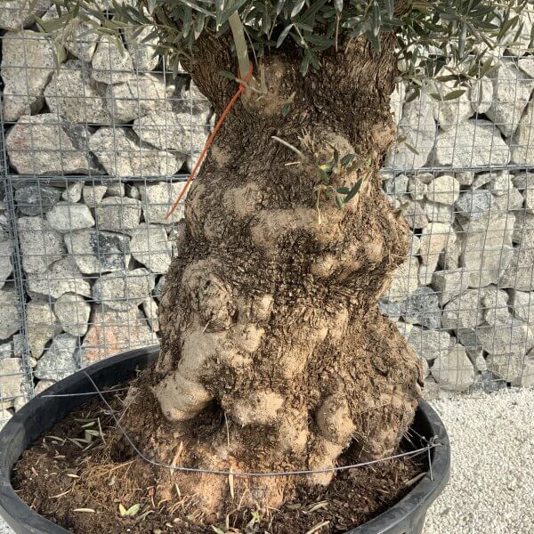 Gnarled Olive Tree XXL (Ancient) H358 - B31B4027 F050 42F0 8186 9F3BF209FCEB scaled