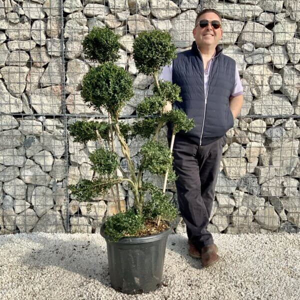 Ilex Crenata Kinme Cloud Tree H216 - B41D051A B97B 4AED A01C 488D1AEB2678 scaled