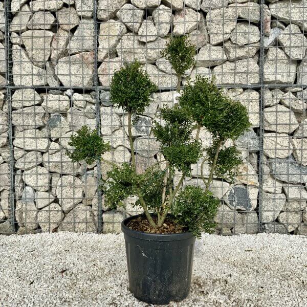 Ilex Crenata Kinme Pom Pon Cloud Tree H071 - B4803AB9 B7D2 46D8 A23B 153B4429EC76 scaled
