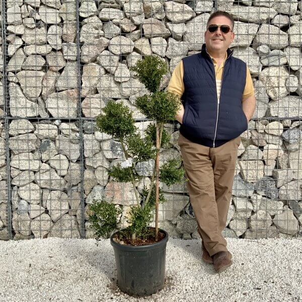 Ilex Crenata Kinme Pom Pon Cloud Tree H151 - B4997D6E CAC9 477F B4F3 4E5F9395F7DF scaled