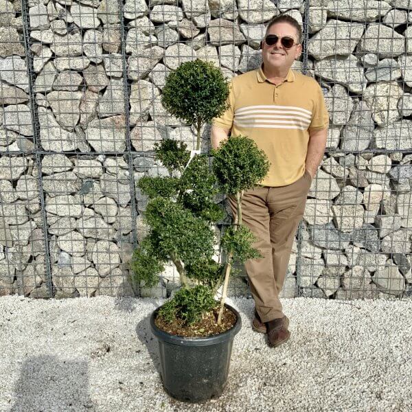 Ilex Crenata Kinme Cloud Tree H053 - B4CECCA5 86A1 4D45 A750 06FF816607C2 scaled