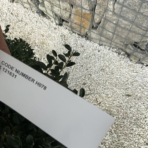 Ilex Crenata Kinme Pom Pon Cloud Tree H078 - B4E59F20 80F1 4CAC A221 DA00F43A1EA8 scaled