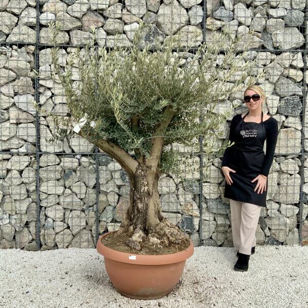 Olive Tree Gnarled XXL Natural Crown (In Patio Pot) H416 - B547E2BF 3327 4278 93E3 5B6FA9750155 scaled