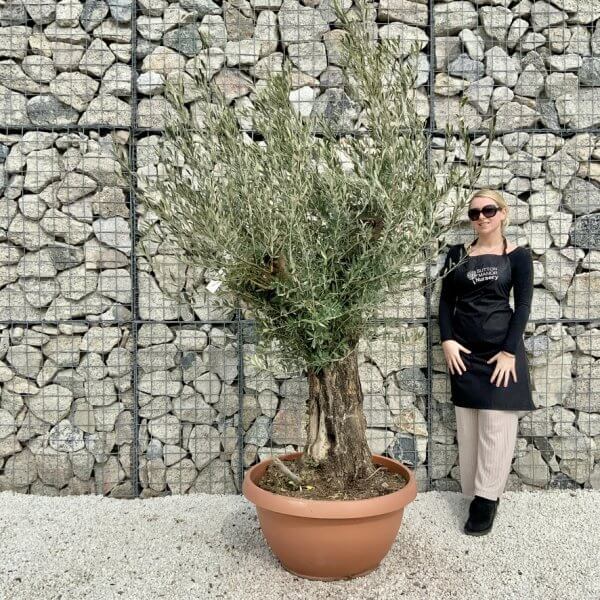 Olive Tree Gnarled XXL Natural Crown (In Patio Pot) H439 - B5E0521C 2B7F 4C43 9F6E 746F9F34E099 1 105 c
