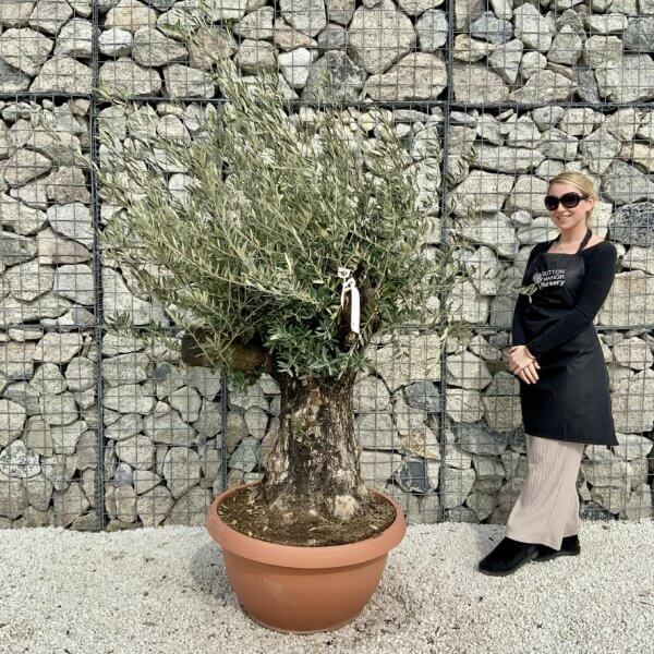 Olive Tree Gnarled XXL Natural Crown (In Patio Pot) H448 - B69405F7 937A 4501 BF8E 7CB36D3CC6BD 1 105 c