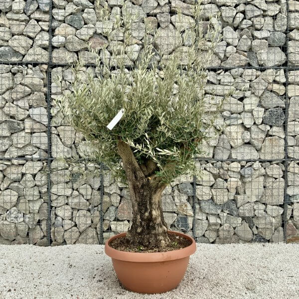 Olive Tree Gnarled XXL Natural Crown (In Patio Pot) H390 - B695D0A3 A36E 445C A360 E5F4EAFABBFB scaled